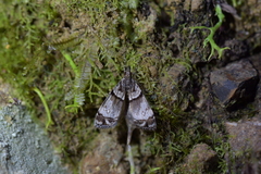 Eudonia choristis