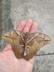 Eryphanis automedon