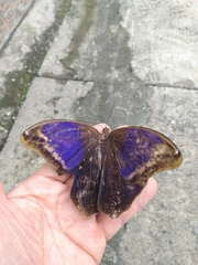 Eryphanis automedon