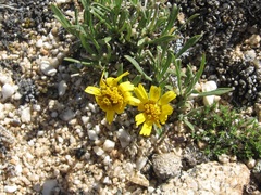 Tetraneuris torreyana