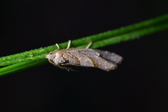 Ecclitica torogramma