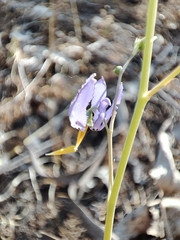 Conanthera bifolia