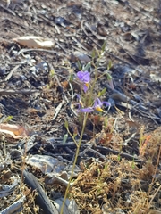 Conanthera bifolia