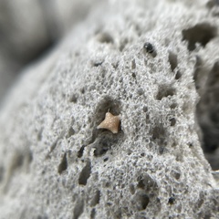 Baculogypsina sphaerulata