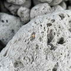 Baculogypsina sphaerulata