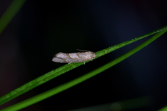 Ecclitica torogramma