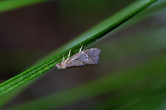 Ecclitica torogramma