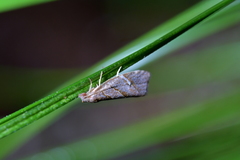 Ecclitica torogramma
