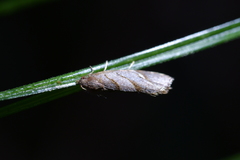 Ecclitica torogramma