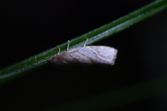 Ecclitica torogramma