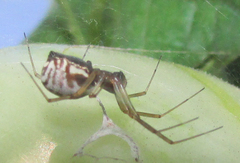 Frontinellina frutetorum