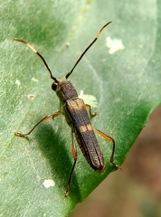 Thranius bimaculatus