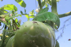 Frontinellina frutetorum