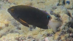 Pomacentrus chrysurus