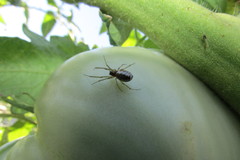 Frontinellina frutetorum