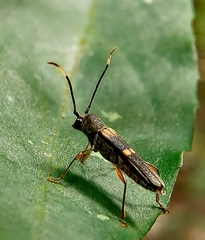 Thranius bimaculatus