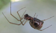 Frontinellina frutetorum