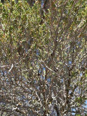 Melaleuca halmaturorum
