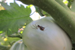 Frontinellina frutetorum