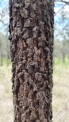 Allocasuarina luehmannii