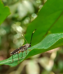 Thranius bimaculatus