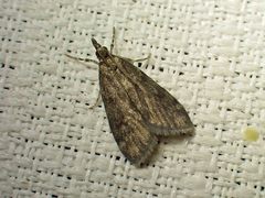 Scoparia penumbralis