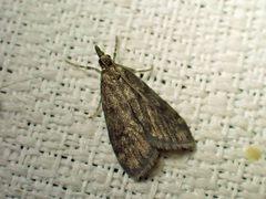 Scoparia penumbralis
