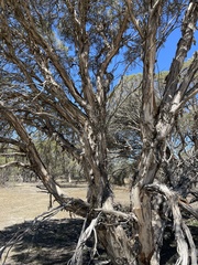 Melaleuca halmaturorum