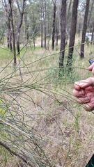 Allocasuarina luehmannii