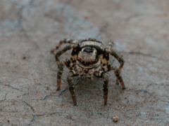 Stenaelurillus albus