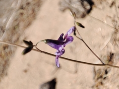 Conanthera