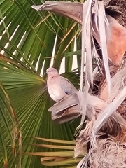 Streptopelia senegalensis