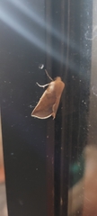 Mallomus falcatus