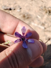 Conanthera