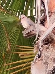 Streptopelia senegalensis