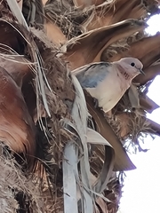 Streptopelia senegalensis