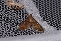 Nacoleia oncophragma