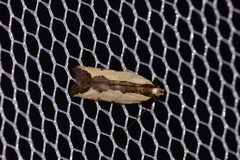 Ardozyga catarrhacta