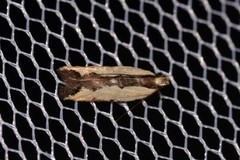 Ardozyga catarrhacta