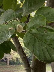 Magnolia denudata