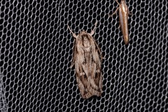 Cryptophasa phycidoides