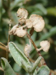 Atriplex stipitata