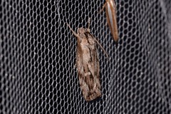 Cryptophasa phycidoides