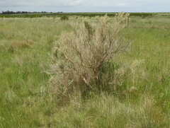 Atriplex stipitata