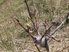 Malacosoma americana