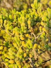 Zygophyllum qatarense