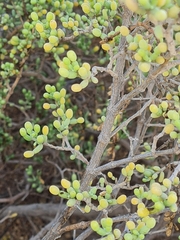 Zygophyllum qatarense