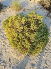 Zygophyllum qatarense