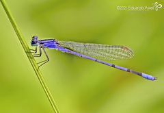 Enallagma semicirculare