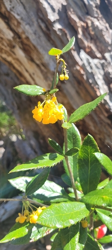 Berberis serratodentata